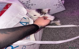 British Longhair cats for sale: Two beautiful British longhair mix kittens  - Advert 2