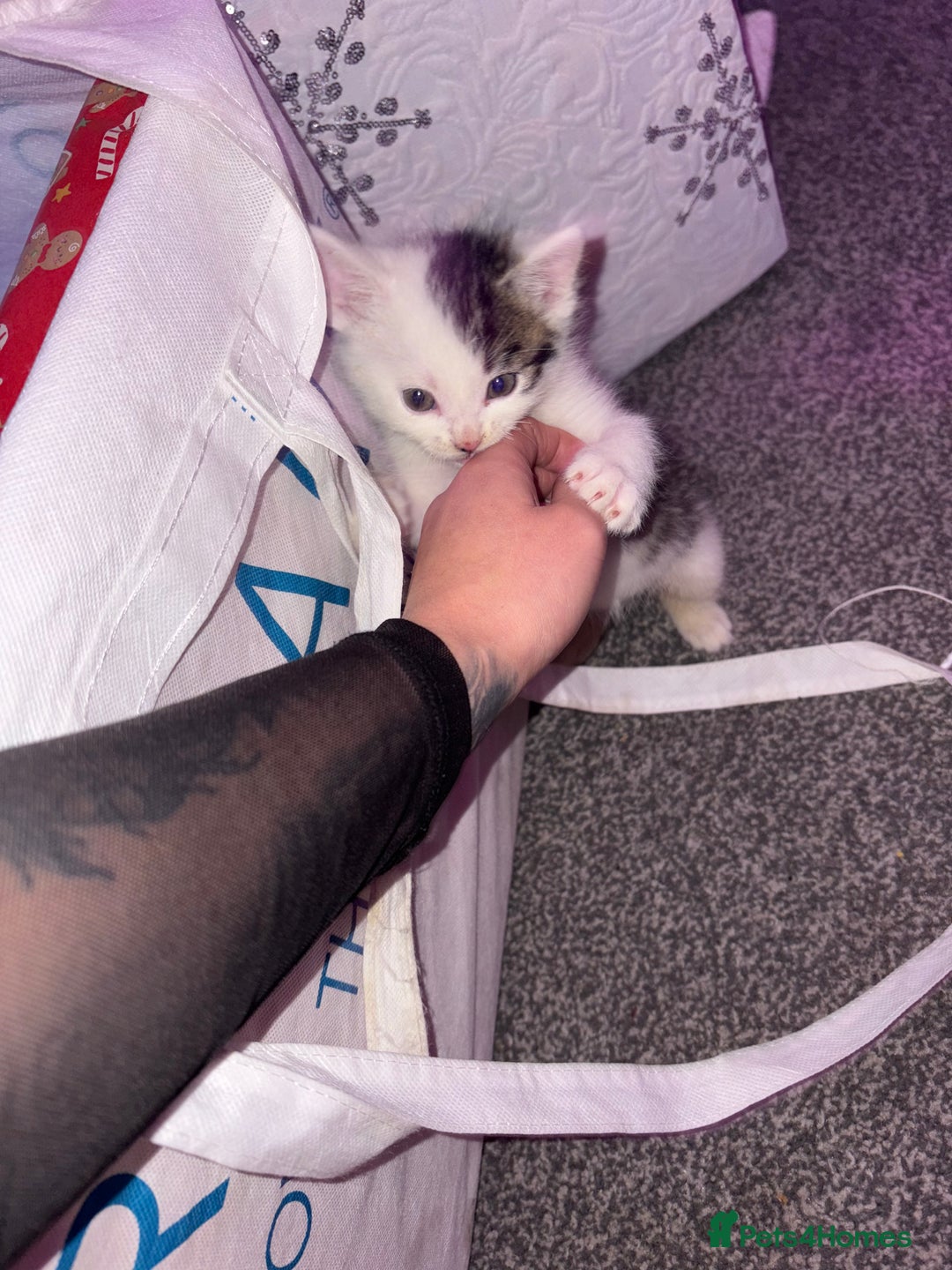 British Longhair cats for sale: Two beautiful British longhair mix kittens  - Advert 2