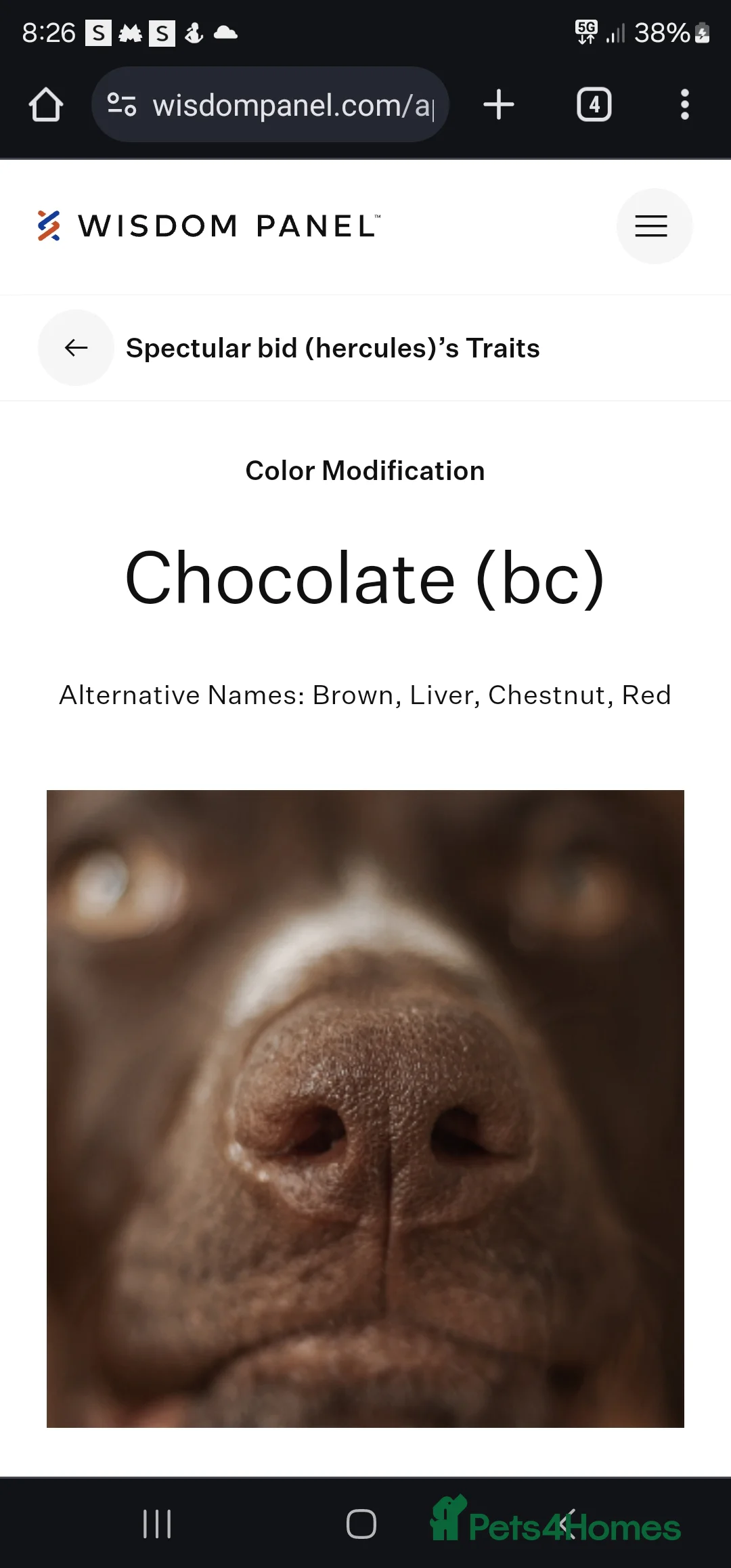 German Shepherd dogs for stud: KC health tested Isabella for stud  in Bedford - Advert 12