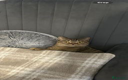 British Shorthair cats for sale: Adorable loving willow - Image 2