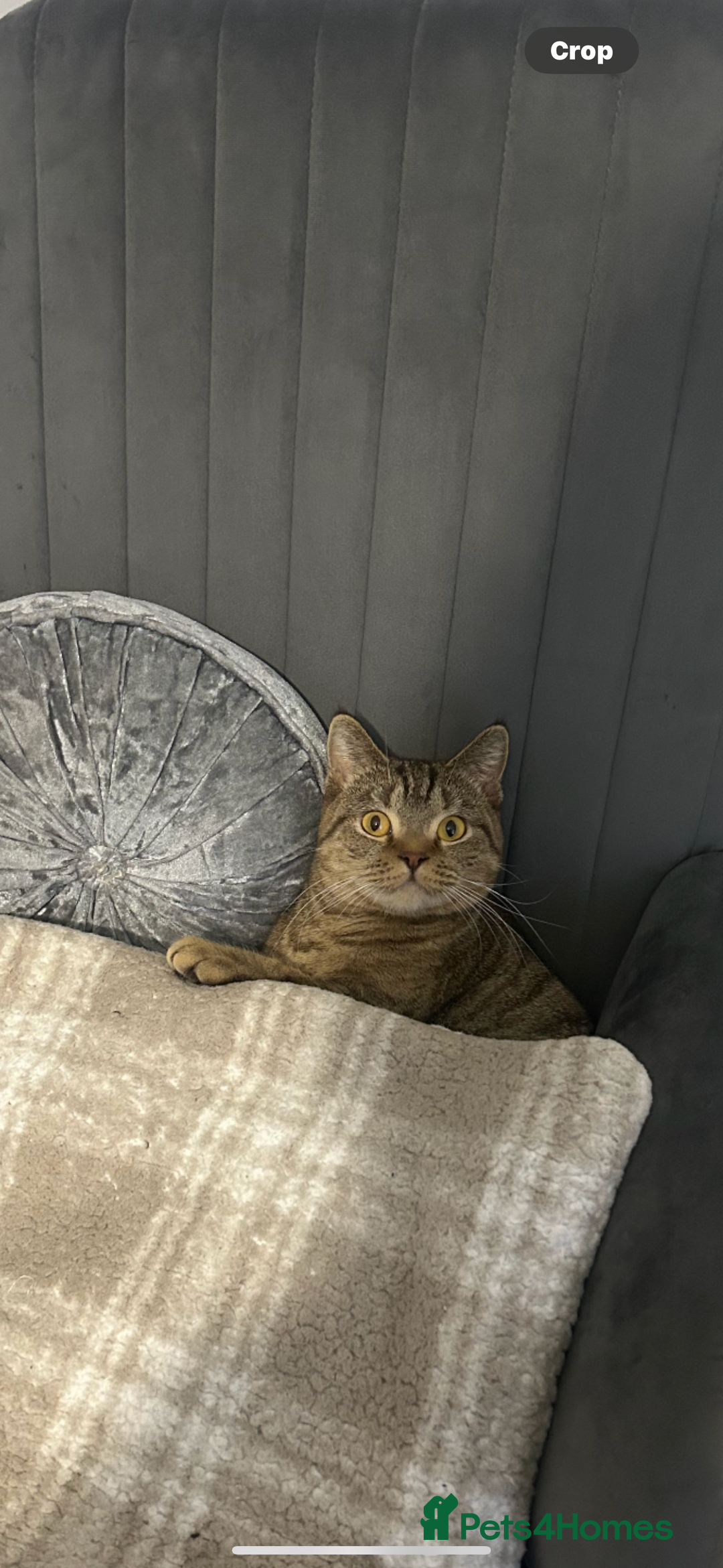 British Shorthair cats for sale: Adorable loving willow - Image 2