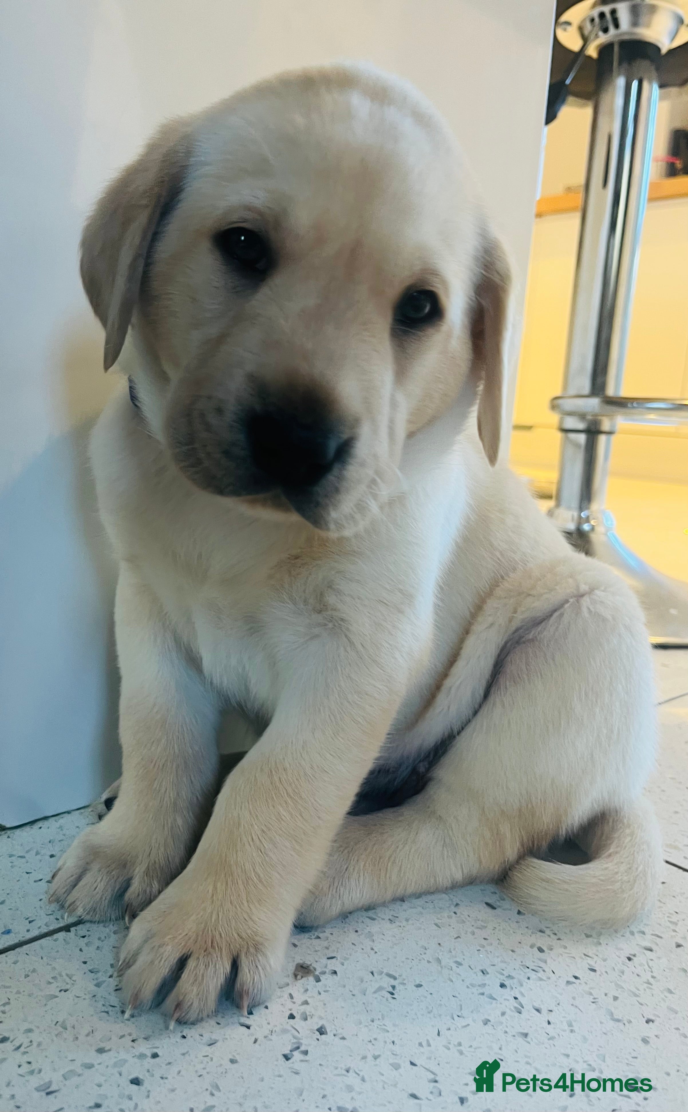 Labrador Retriever dogs 3 Adorable Labrador/Retriever puppies. - Advert 15