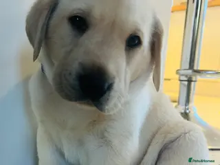 Labrador Retriever dogs 3 Adorable Labrador/Retriever puppies. - Advert 15