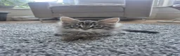 Maine Coon cats for sale: Maine Coon Kittens only two left  - Advert 28