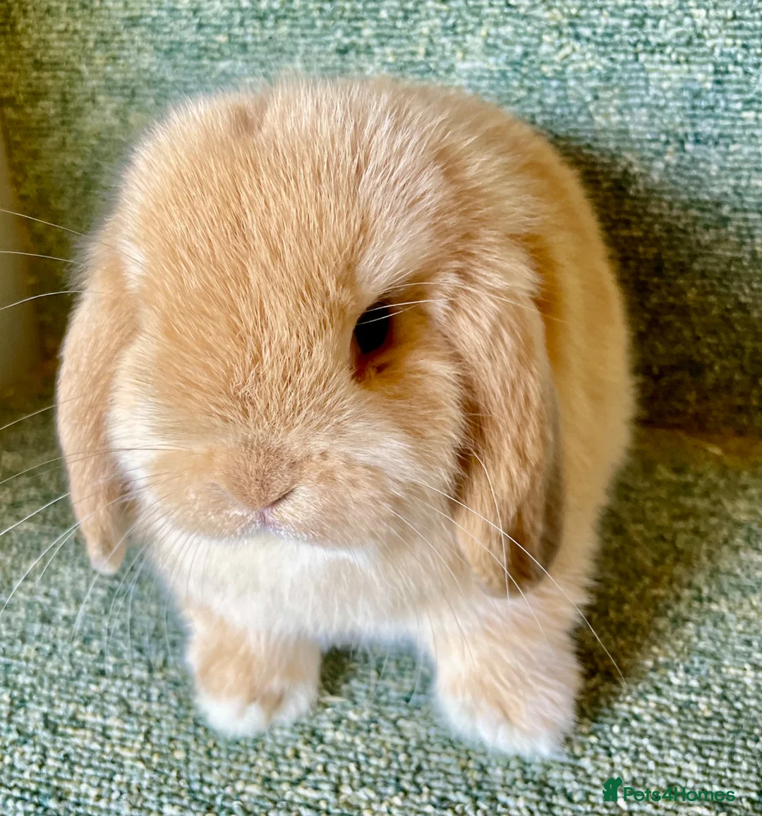 Mini Lop rabbits for sale: Mini lop lovely orange boy - Advert 1
