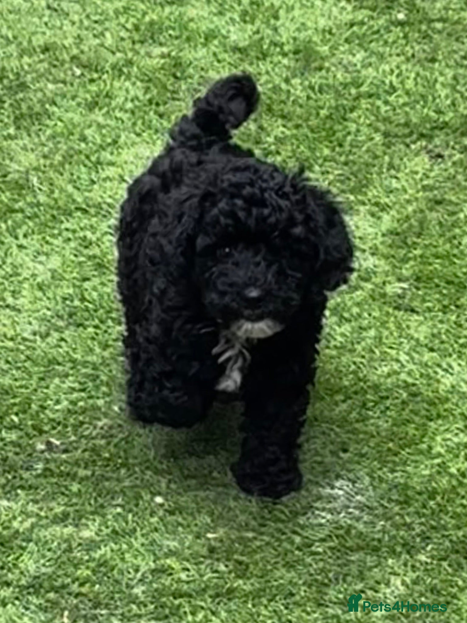 Toy Poodle dogs Toy Poodle boys KC Registered Parents - Advert 9