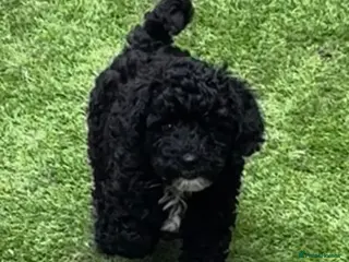 Toy Poodle dogs Toy Poodle boys KC Registered Parents - Advert 12