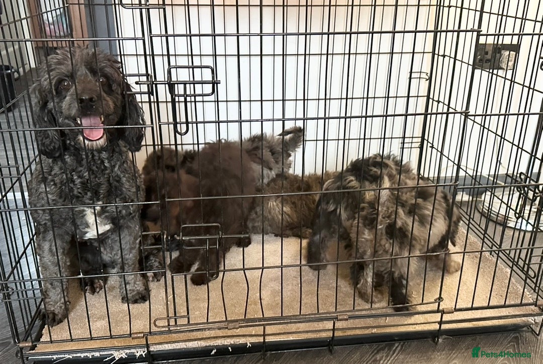 Cockapoo dogs for sale: Outstanding Cockapoos’s  - Advert 25