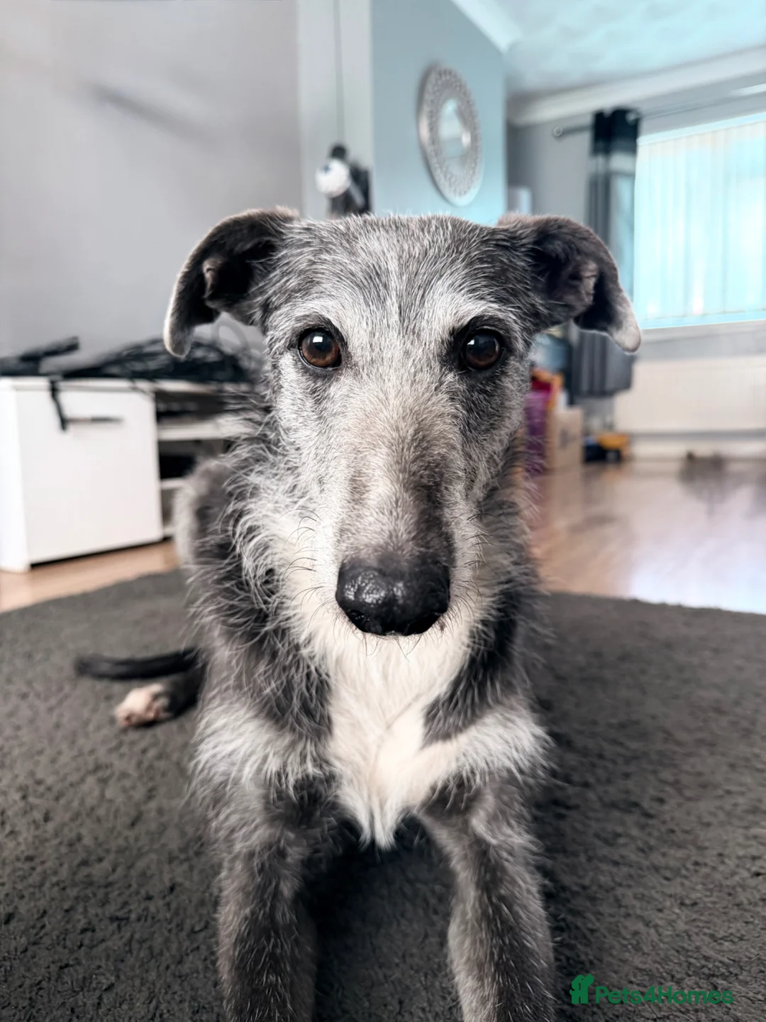 Mixed Breed dogs for sale: Pipper  in Swansea - Advert 1