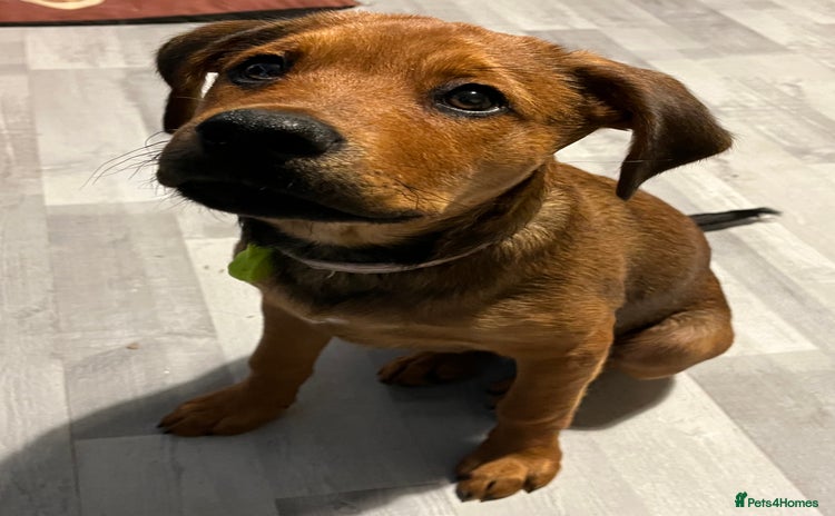 Mixed Breed dogs Rogue  - Advert 4