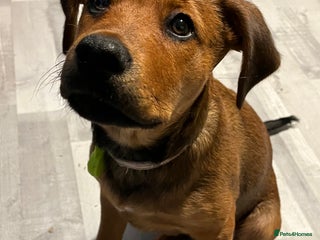 Mixed Breed dogs Rogue - Advert 1