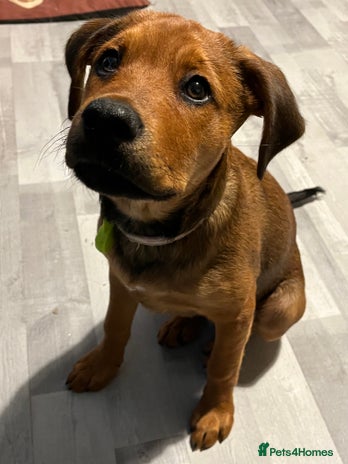 Mixed Breed dogs Rogue - Advert 2