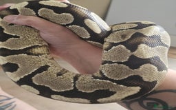 Python Snake reptiles for sale: Ball pythons for sale - Image 3