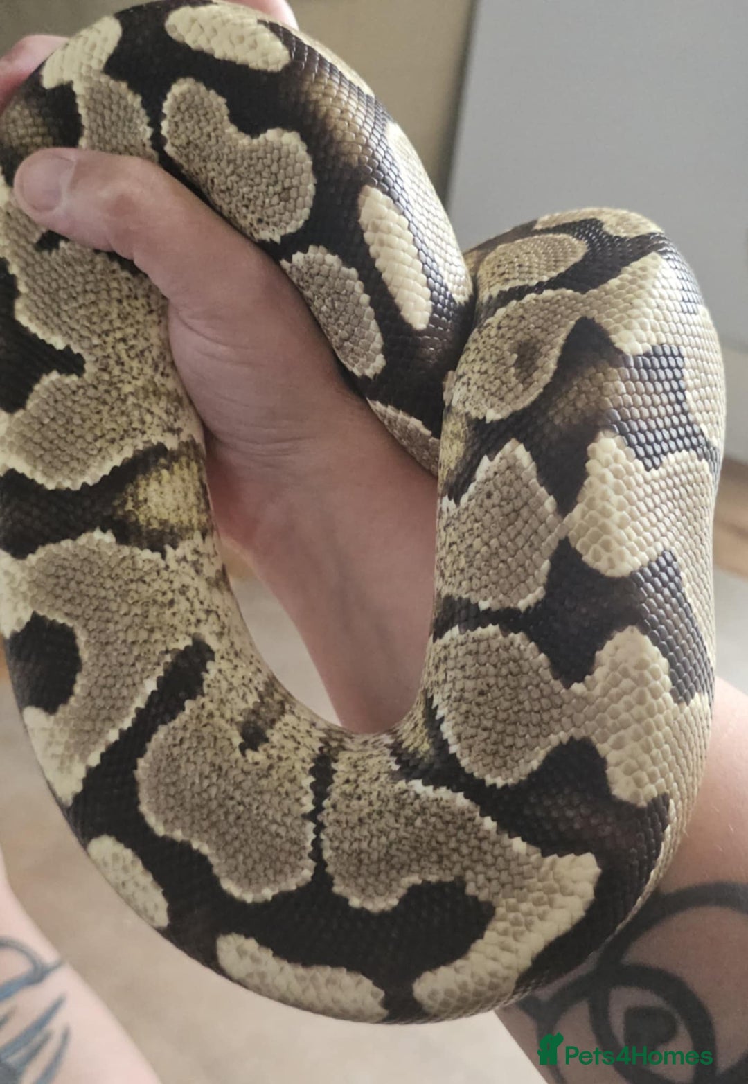Python Snake reptiles for sale: Ball pythons for sale - Image 3