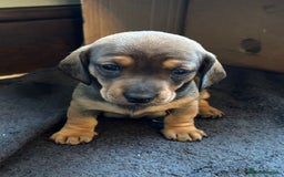 Dachshund dogs for sale: 5 adorable smooth haired dachshund puppies - Image 4