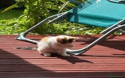 Mixed Breed cats for sale: Adorable little kitten ready to be collected - Image 3