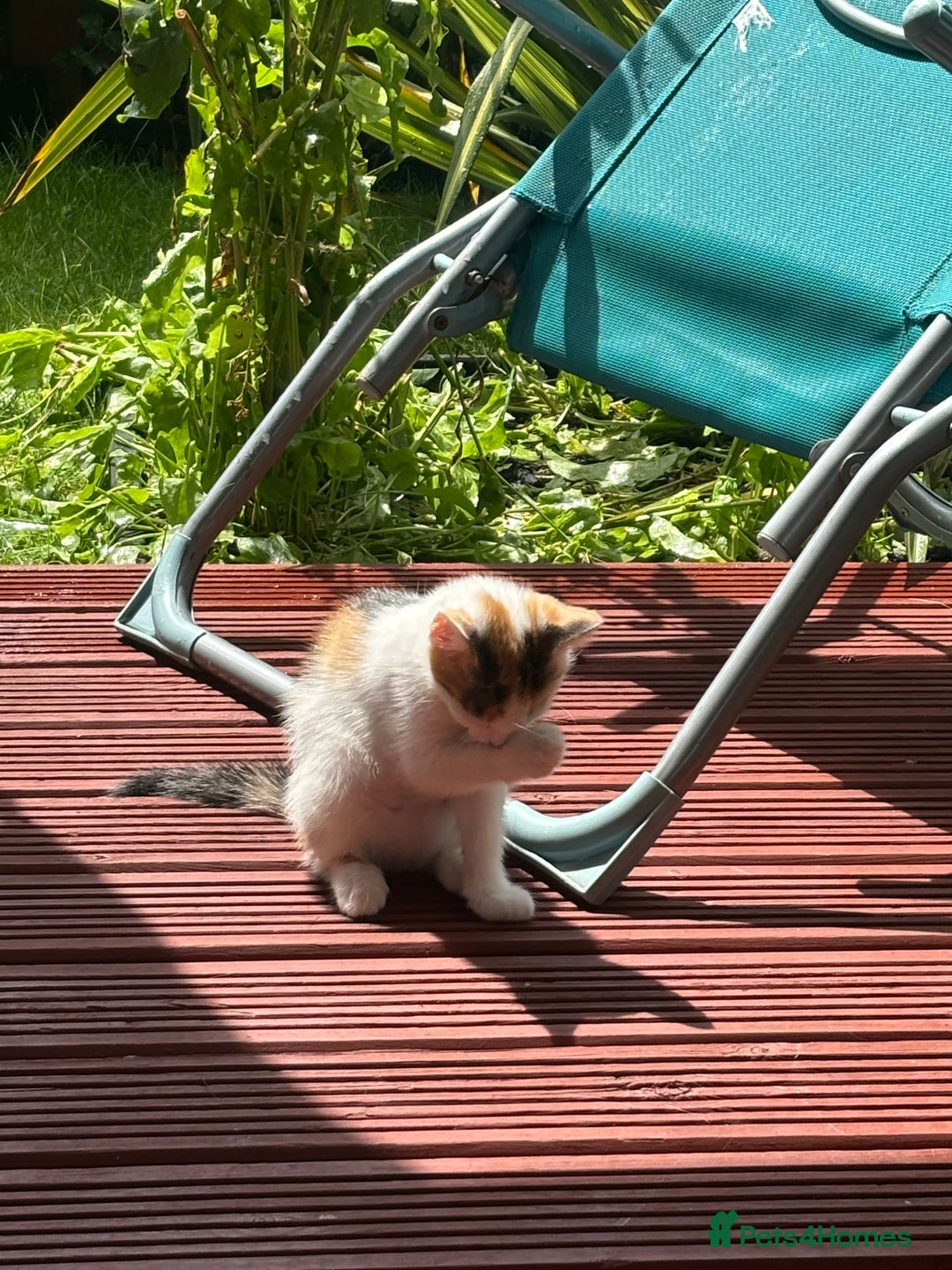 Mixed Breed cats for sale: Adorable little kitten ready to be collected - Image 3