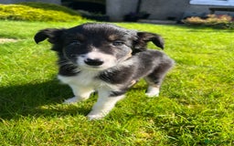 Border Collie dogs for sale: 7 collie puppies available end of October  - Image 13