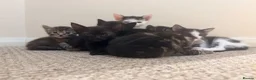 Domestic Shorthair cats for sale: 2 tabby and 3 black- ALL MALE KITTENS  - Advert 12