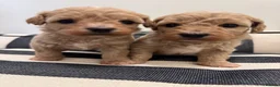 Maltipoo dogs for sale:  Adorable Rare Tiny Maltipoo 🐾  - Advert 1