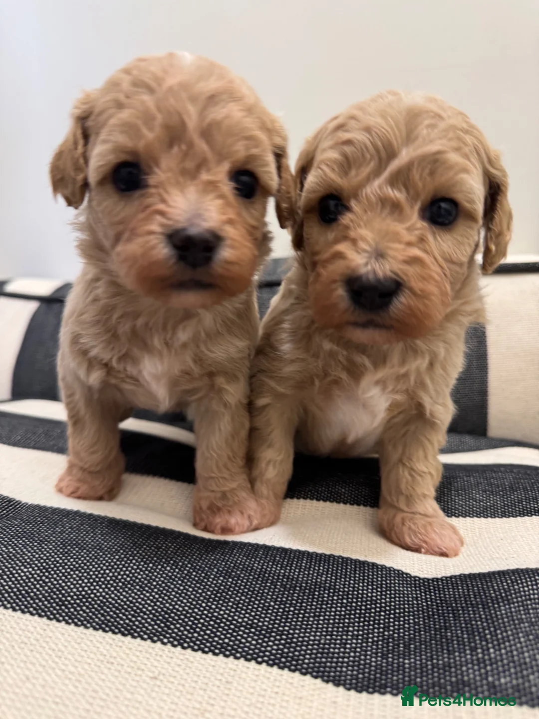 Maltipoo dogs for sale:  Adorable Rare Tiny Maltipoo 🐾  - Advert 1