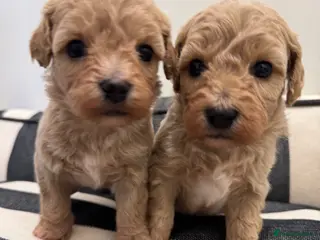 Maltipoo dogs Adorable Rare Tiny Maltipoo 🐾 - Advert 6