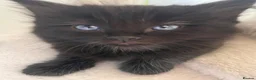 Ragdoll cats for sale: 2 beautiful ragdolls ready for their forever home - Advert 4