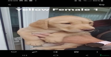 Labrador Retriever dogs - Advert 13