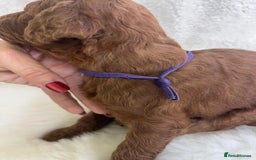Goldendoodle dogs for sale: Outstanding Quality health tested Goldendoodles  - Image 22