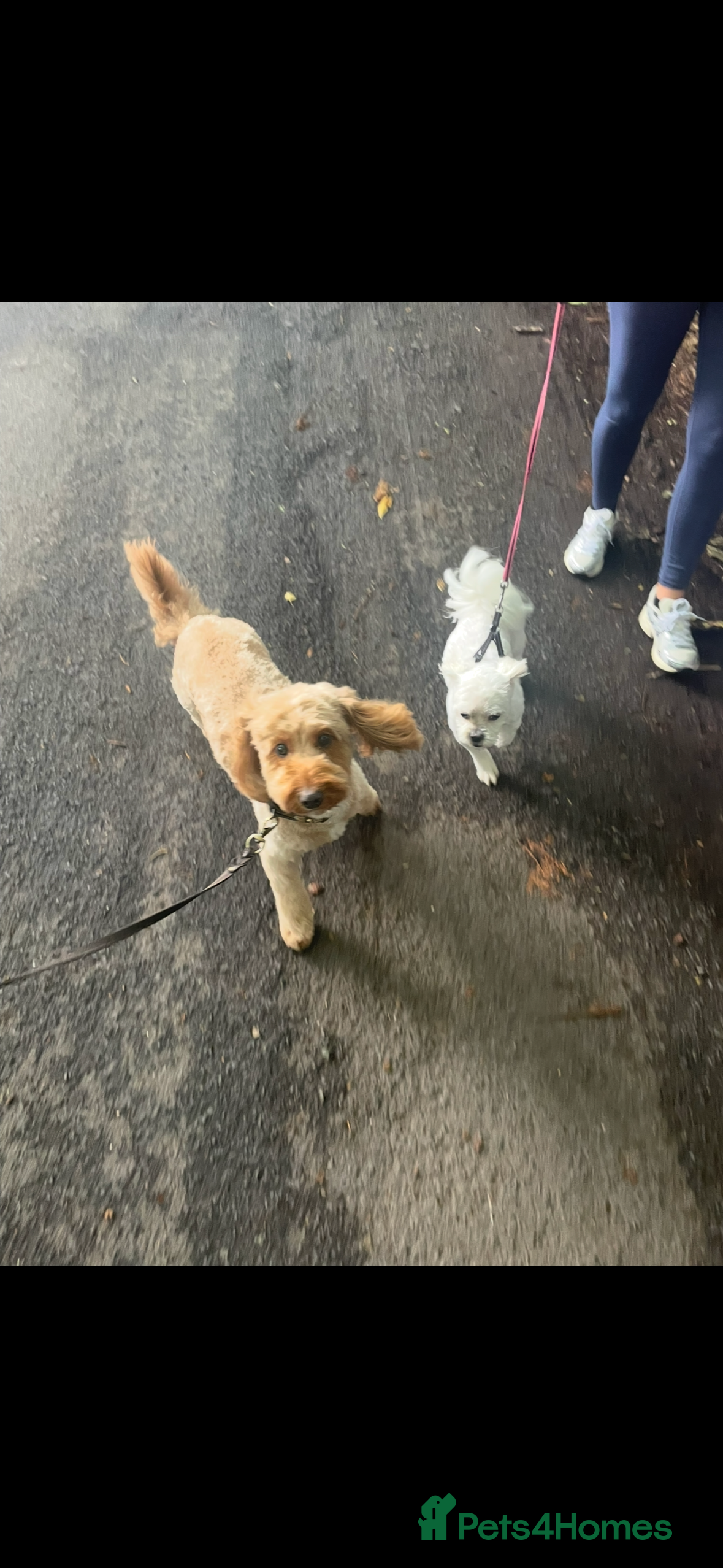 Malshi dogs Maltshi - Advert 1