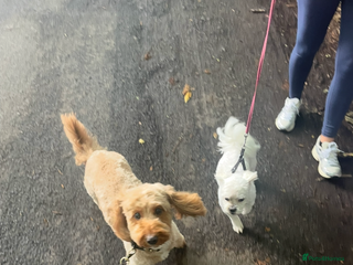 Malshi dogs Maltshi - Advert 1