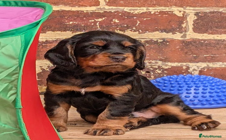 Cocker Spaniel dogs - Advert 1