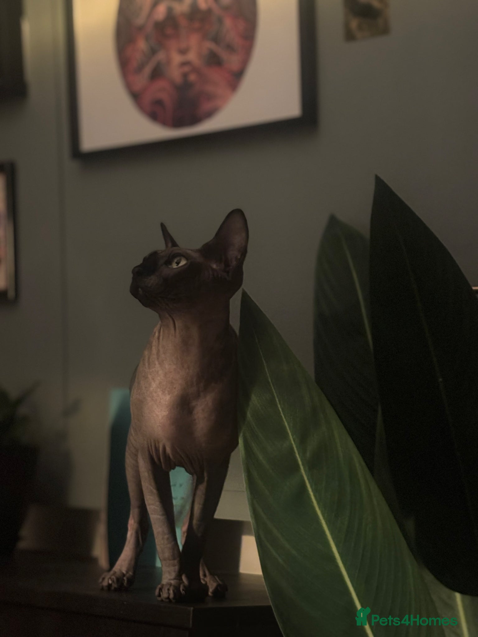 Sphynx cats for sale: Black Sphynx cat, female  in Lichfield - Advert 3