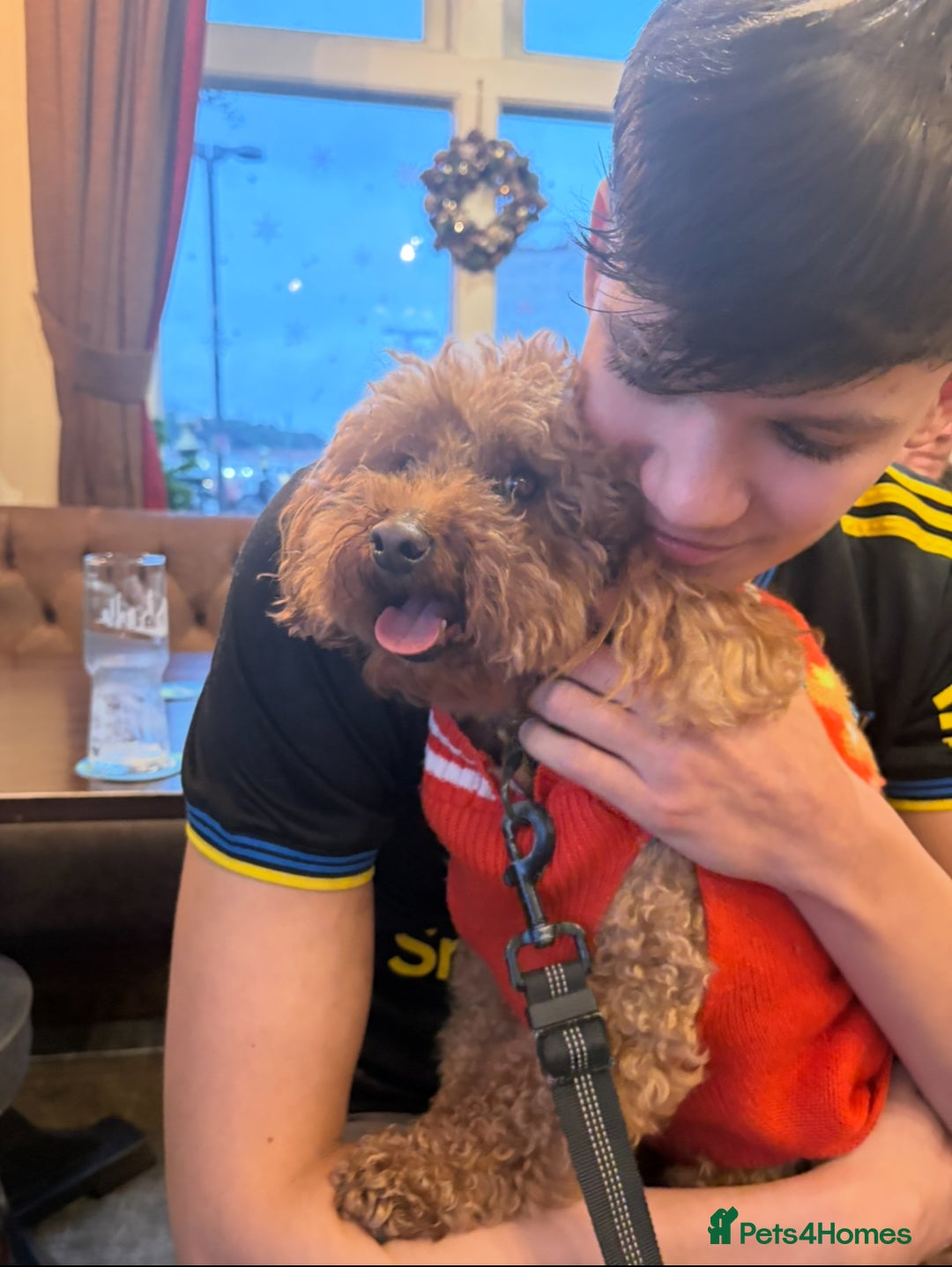 Miniature Poodle dogs for stud: Chocolate brown Miniature Poodle Stud - Advert 6