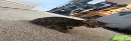 Savannah cats for sale: Savannah kittens  in Taunton - Advert 2