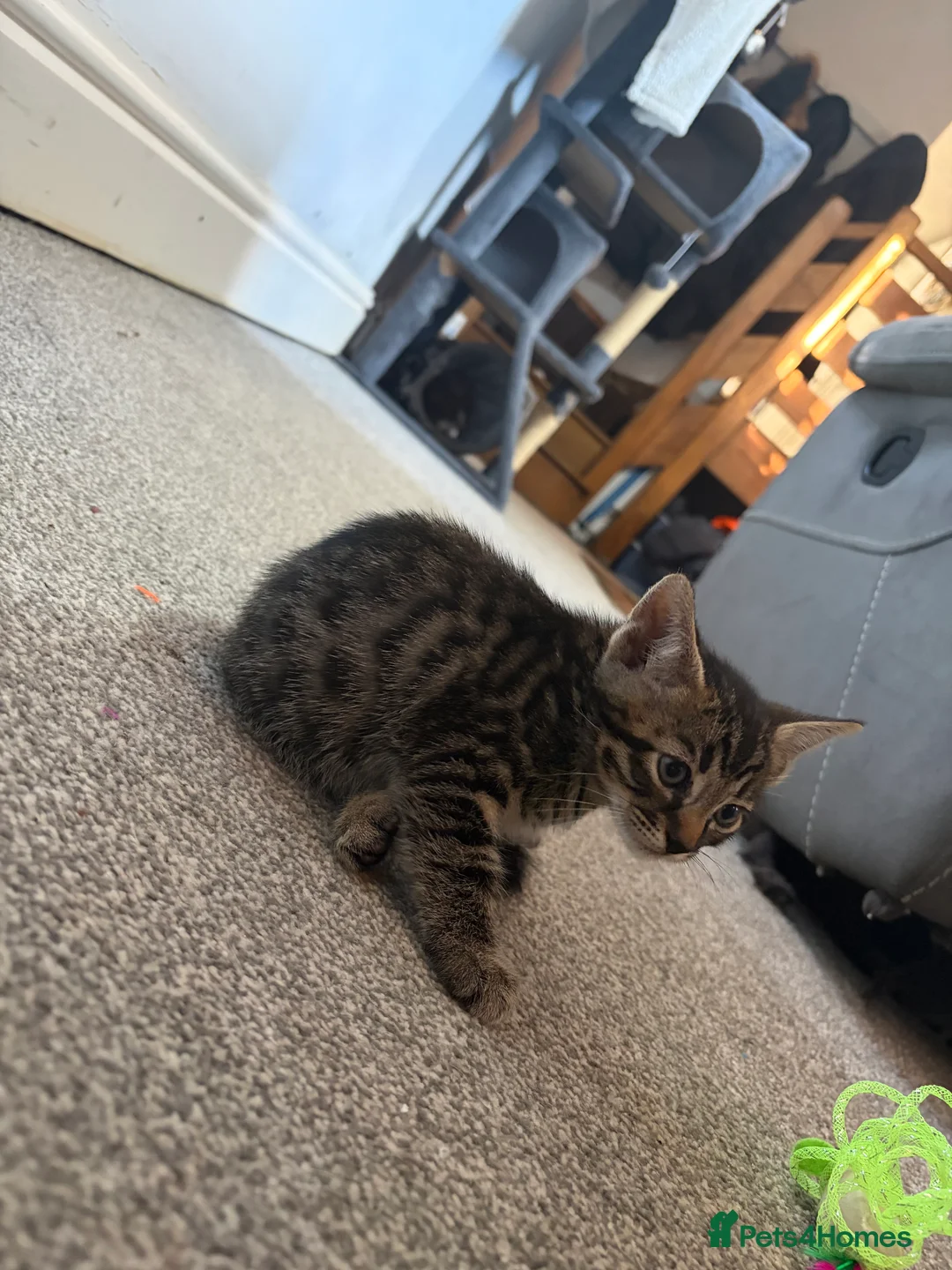 Savannah cats for sale: Savannah kittens  in Taunton - Advert 2