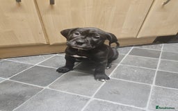 Cane Corso dogs for sale: Cane corso pups  - Image 5