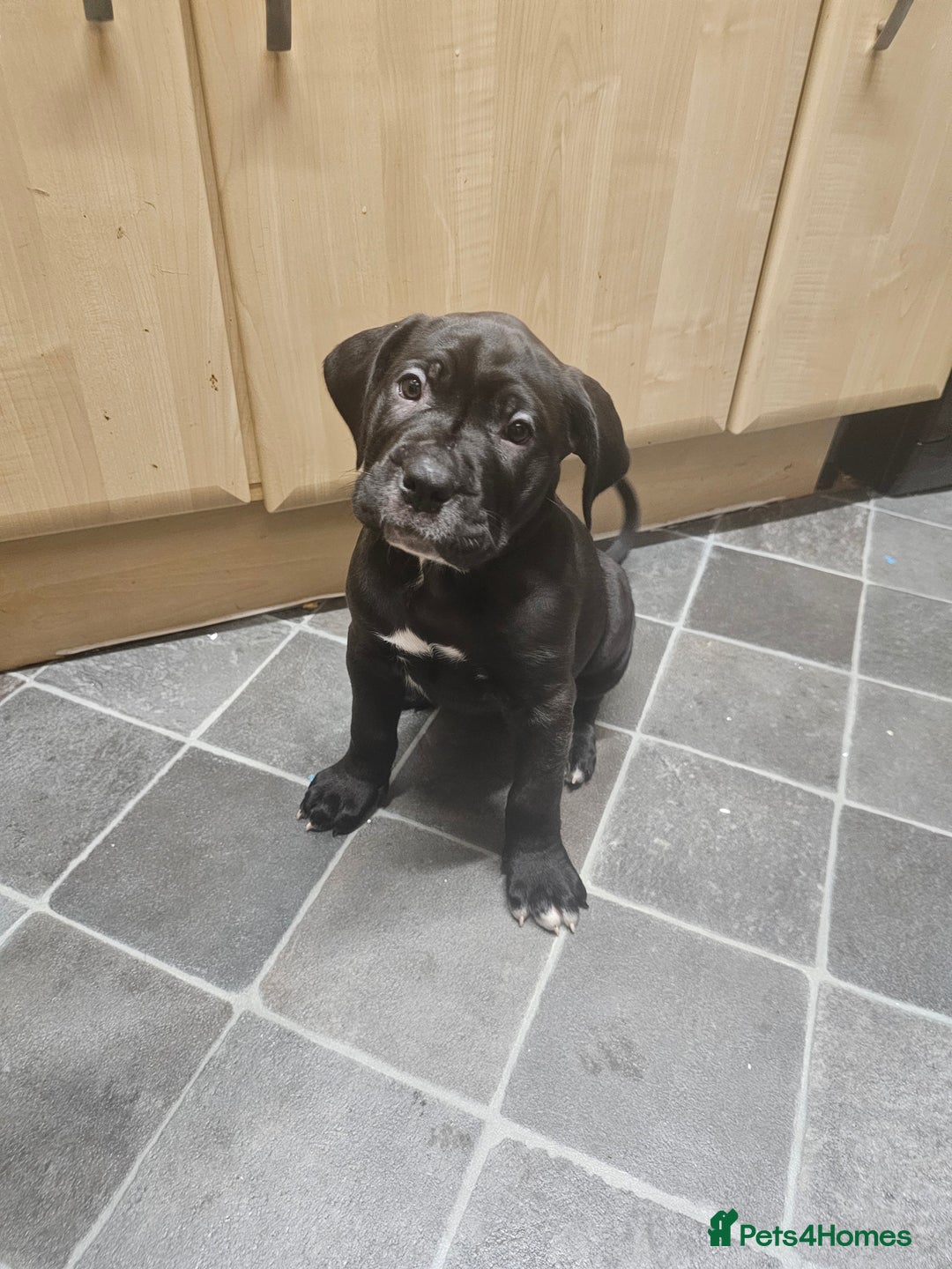 Cane Corso dogs for sale: Cane corso pups  - Image 5