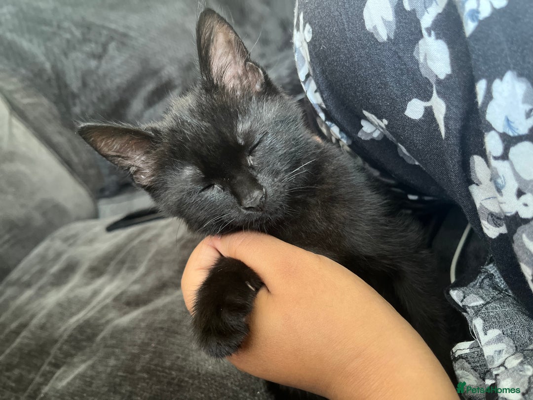 British Shorthair cats for sale: Midnight  - Advert 2