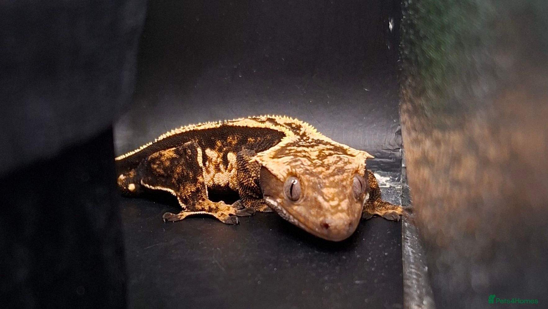 Gecko reptiles Beautiful Crested Geckos ready for new homes  - Advert 2