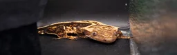Gecko reptiles for sale: Beautiful Crested Geckos ready for new homes  - Advert 4