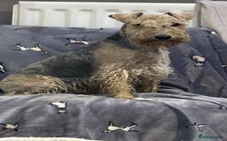 Lakeland Terrier dogs for sale: Lakeland terrier puppies - Image 16