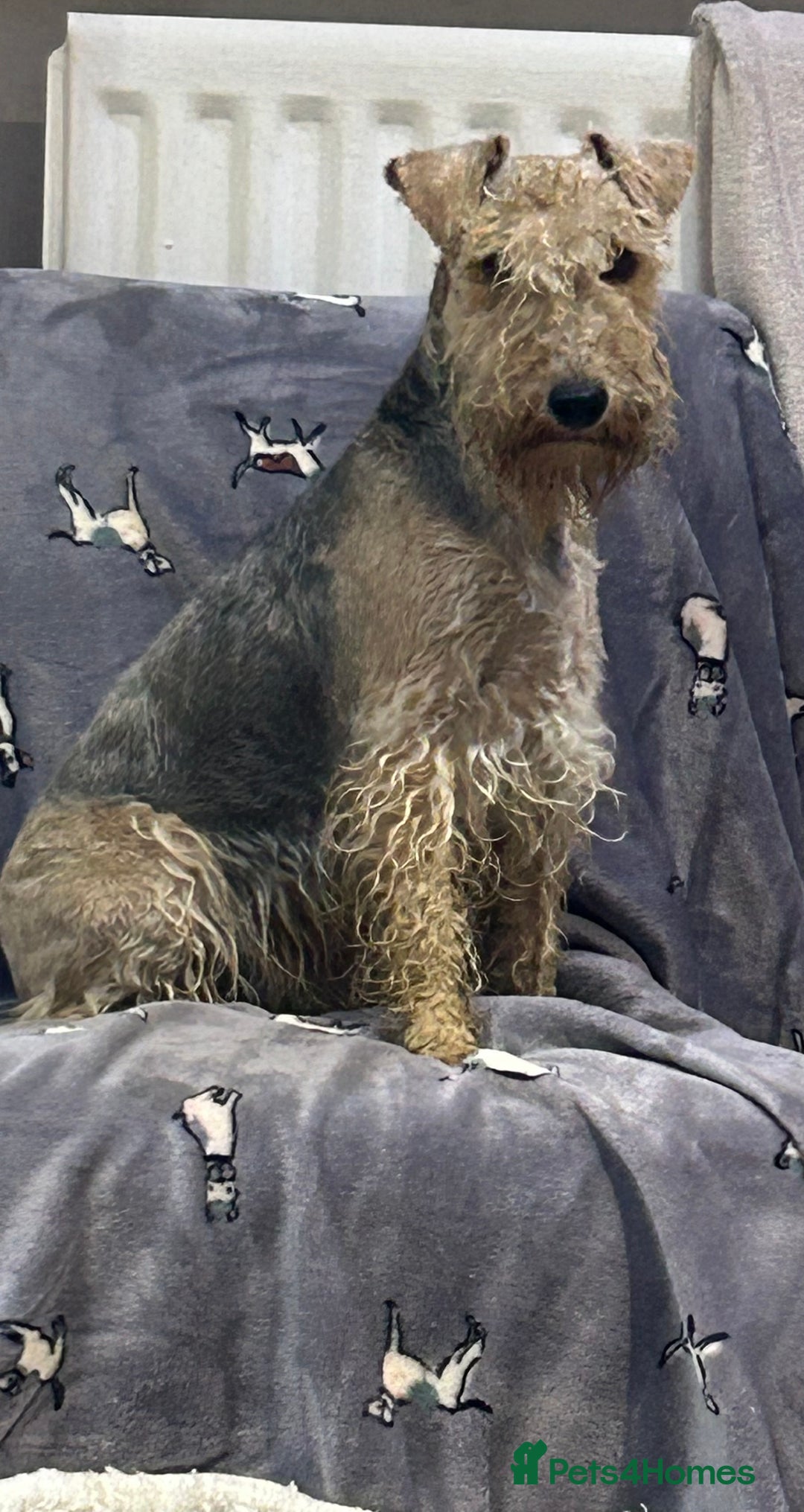 Lakeland Terrier dogs for sale: Lakeland terrier puppies - Image 16