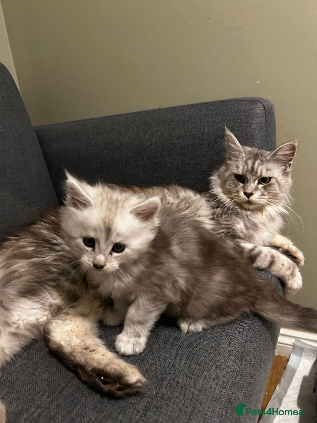 Maine Coon cats for sale: Beautiful Mainecoon’s available  - Advert 2