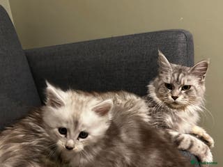 Maine Coon cats Beautiful Mainecoon’s available - Advert 3