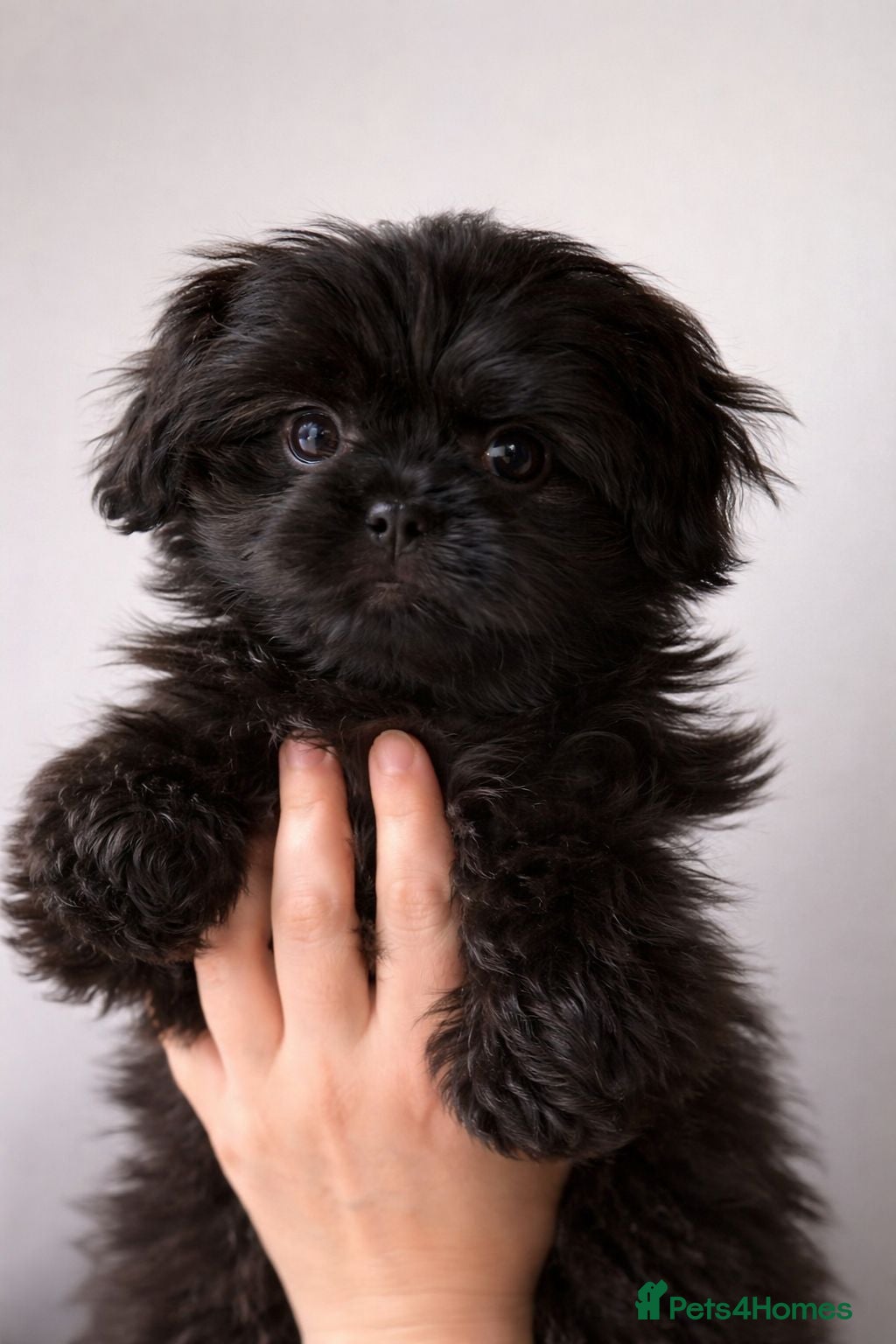 Shih Tzu dogs Stunning Black Female KC Health Tested - Advert 9