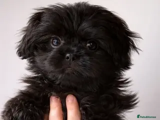 Shih Tzu dogs Stunning Black Female KC Health Tested - Advert 9