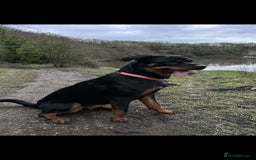 Rottweiler dogs for sale: Female Rottweiler  - Image 3