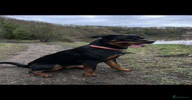 Rottweiler dogs - Advert 4
