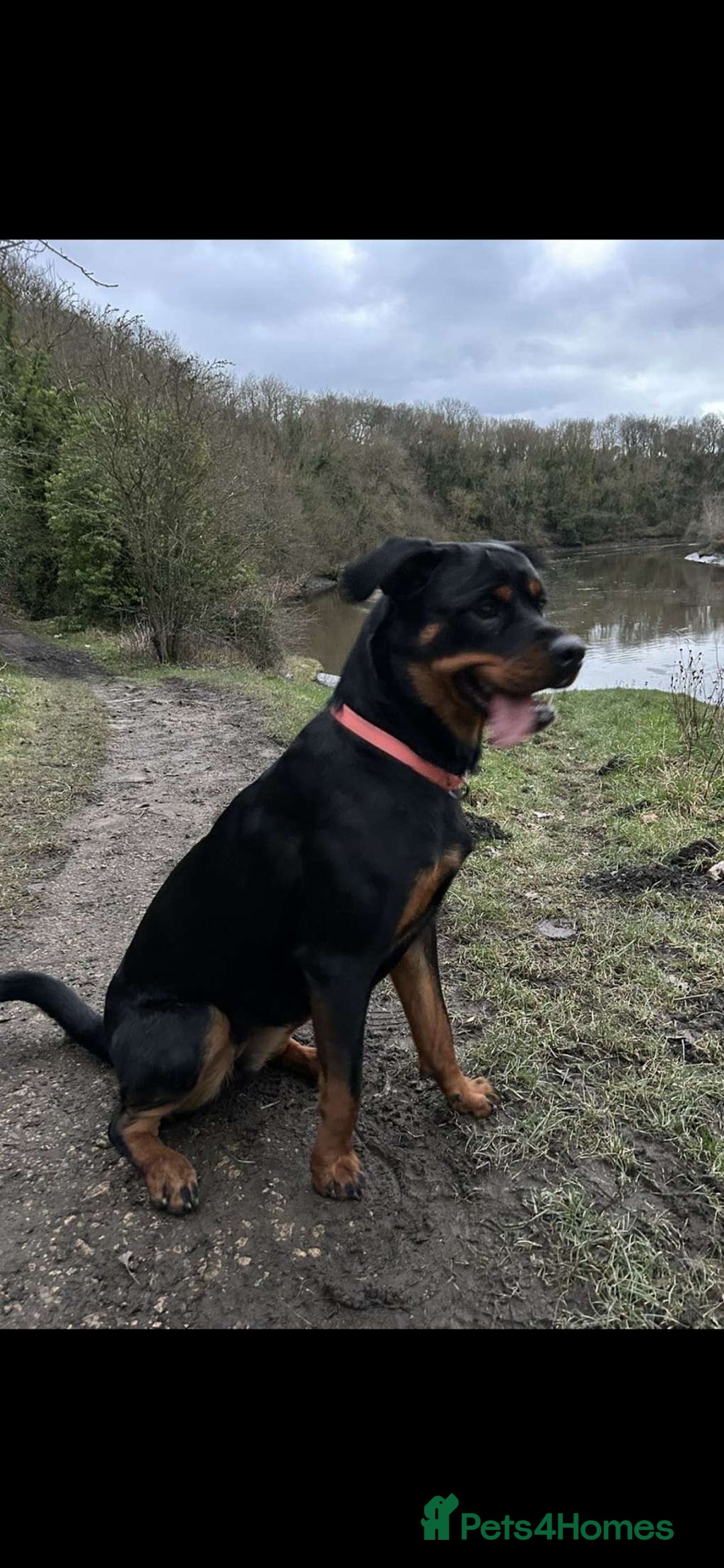 Rottweiler dogs for sale: Female Rottweiler  - Image 3